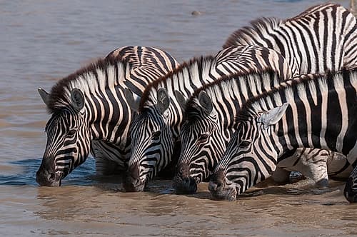 A group of Burchells zebras-drink from a waterhole Etosha National Park-Namibia Nature Print